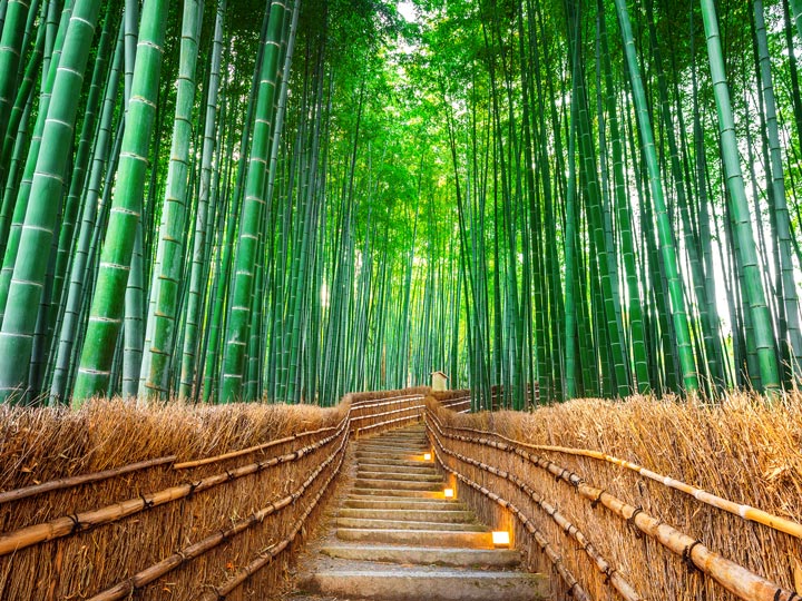 Arashiyama Bamboo Forest with empty walking path lined with straw.