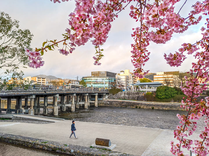 Pink cherry blossoms near river and bridge spotted during Kyoto 2 day itinerary.