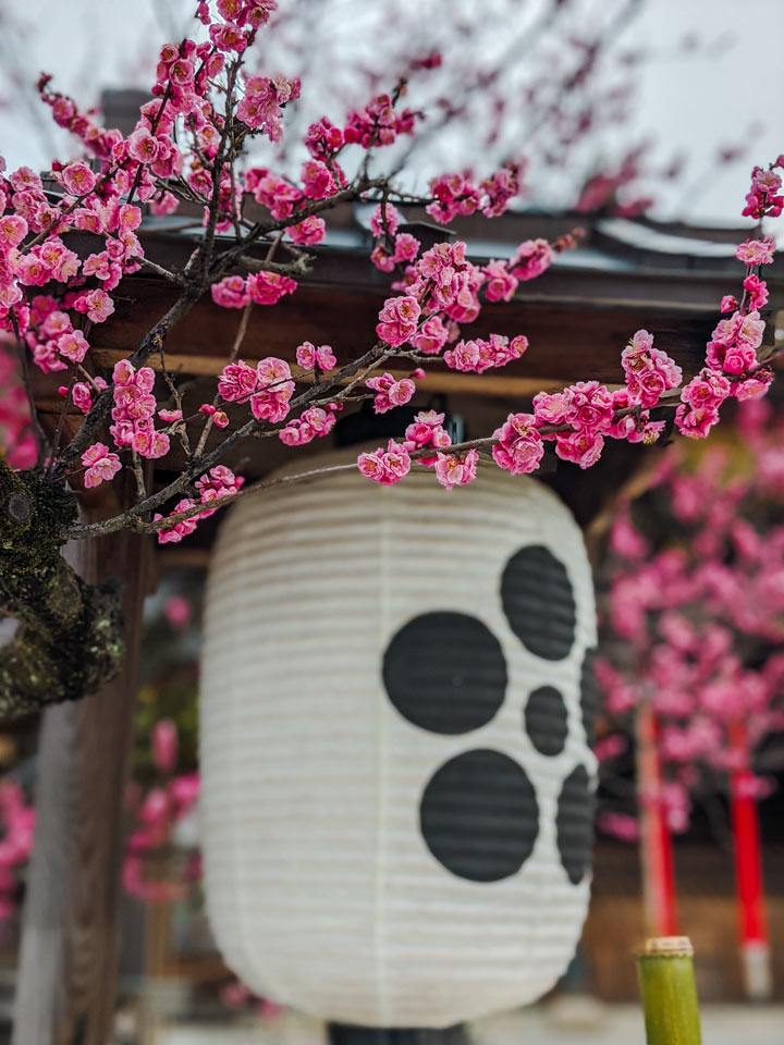 White paper lantern and pink plum blossoms at Kitano Tenmangu