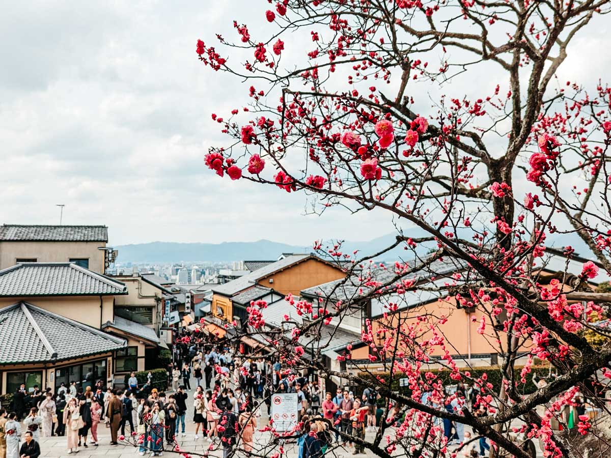 View of crowded Ninenzaka street in Kyoto with plum blossom tree in foreground.