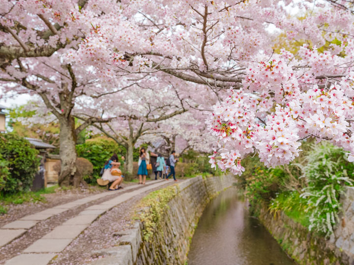 Cherry blossoms hanging over canal by Philosopher's Path walkway.