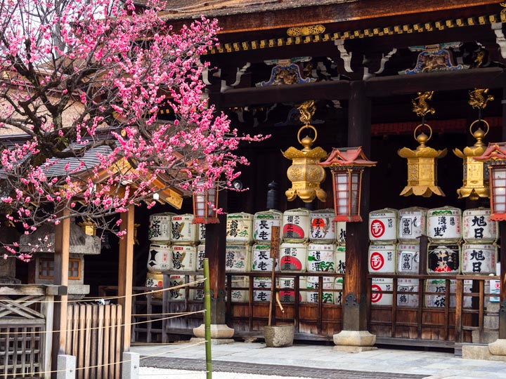 Kitano Tenmangu shrine with sake barrels and pink plum blossom tree.