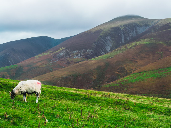 Lone sheep on Latrigg Fell in Lake District England
