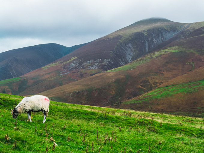 Lone sheep on Latrigg Fell.