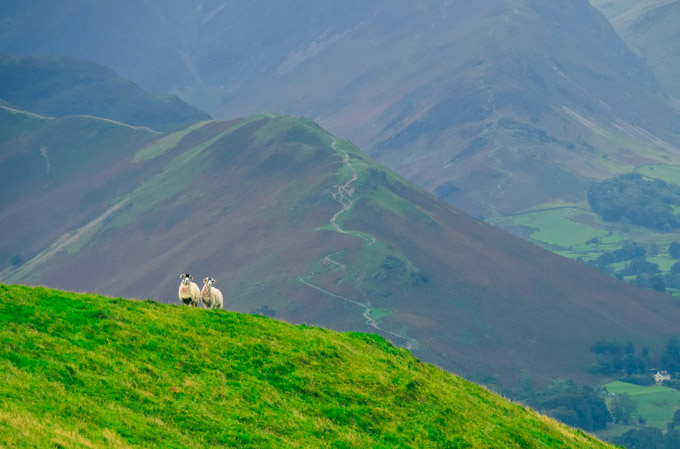 View of sheep near Latrigg car park.