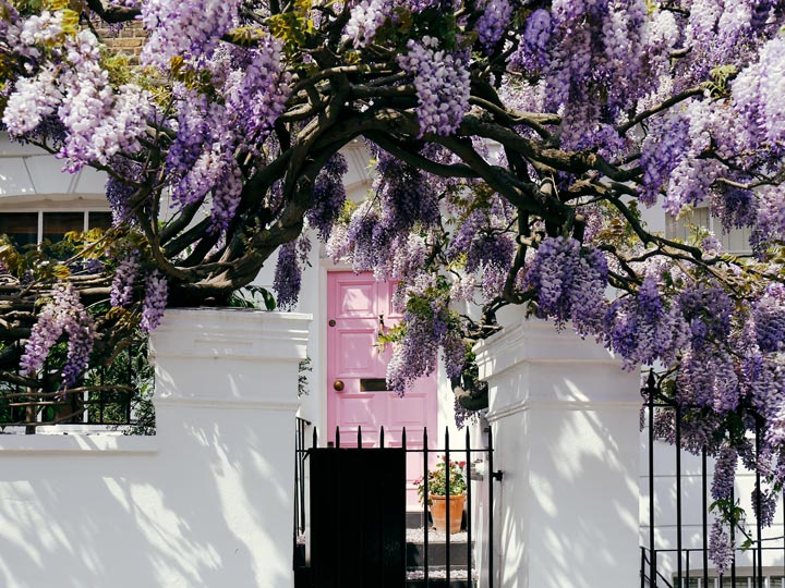 White London flat with pink door draped in purple wisteria.