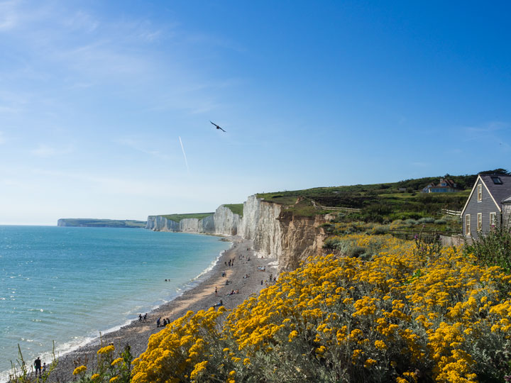 England Seven Sisters Cliffs with yellow flowers in the foreground and ocean beach below.