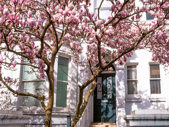 White house with pink magnolia tree blooming in front.