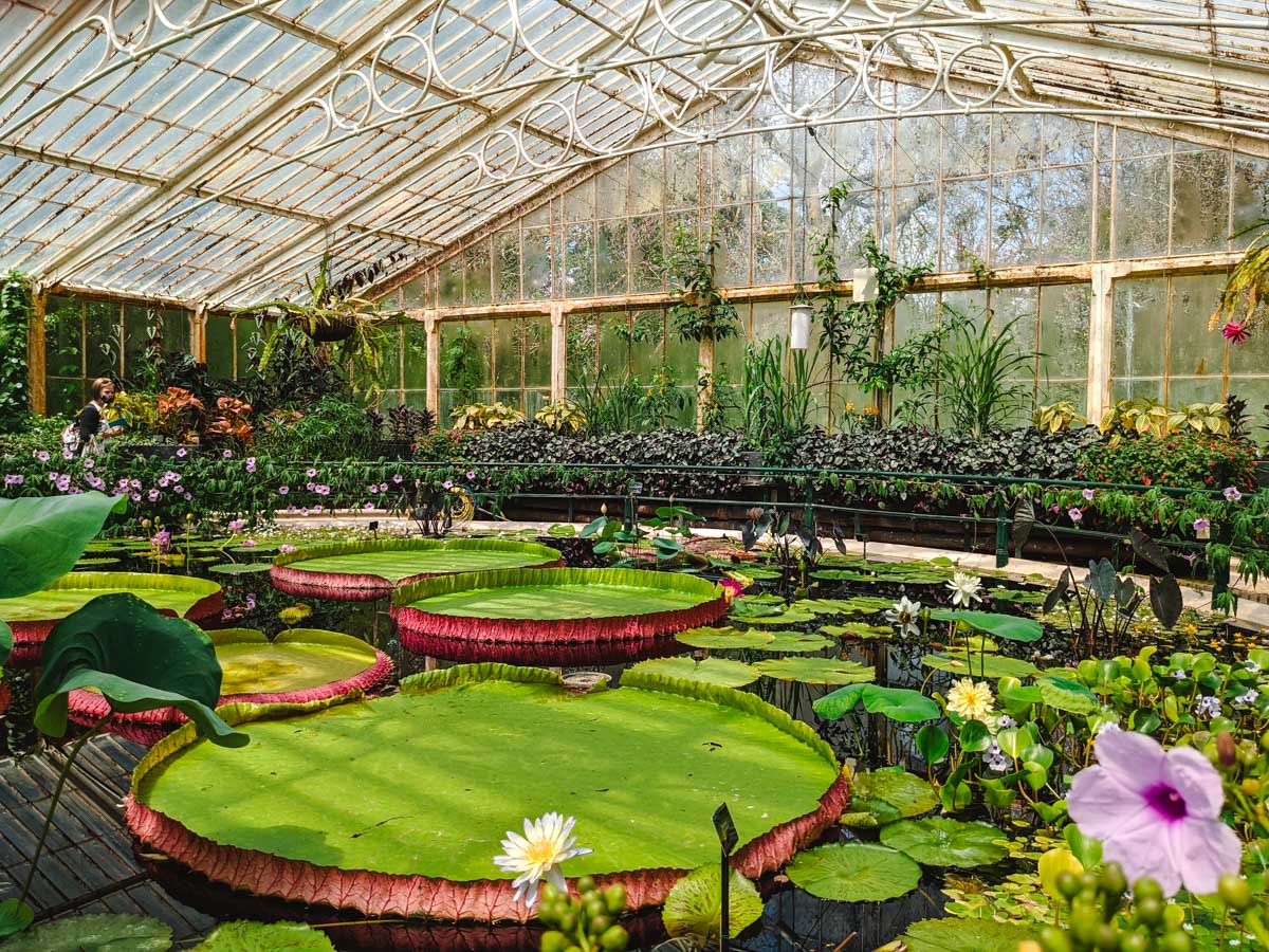Giant lily pad pond inside Kew Gardens glasshouse.