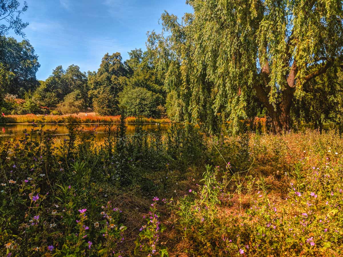 Wildflowers and willow tree next to pond in St. James Park London.