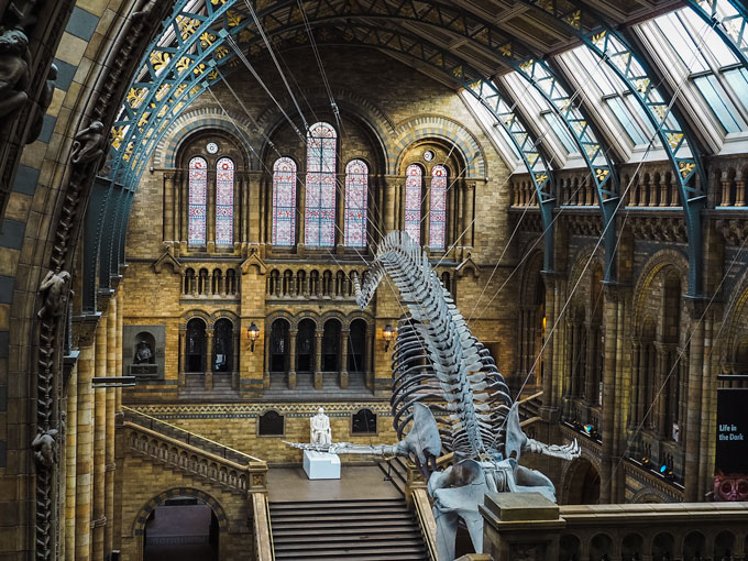 London Natural History Museum interior with giant whale skeleton suspended from ceiling.