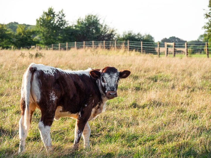 Brown calf in field next to Suffolk glamping yurt at Kenton Hall Estate.