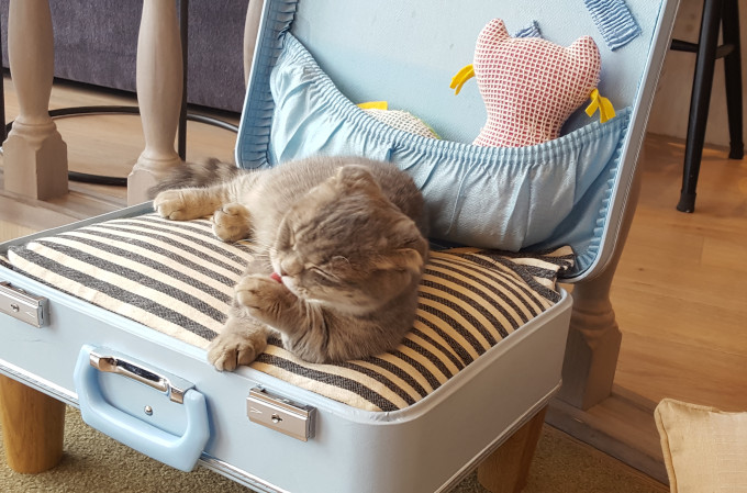 This cat in a blue leather suitcase is ready to move abroad in style.