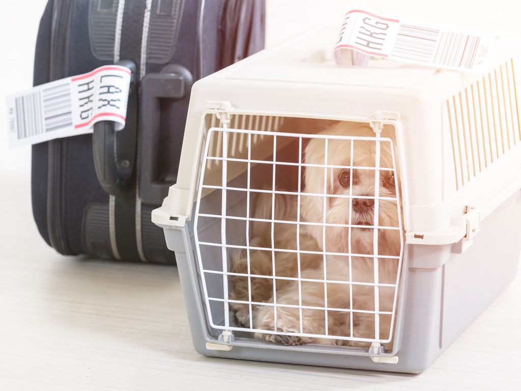 Small white dog in crate next to suitcase and person preparing to move abroad with pets.