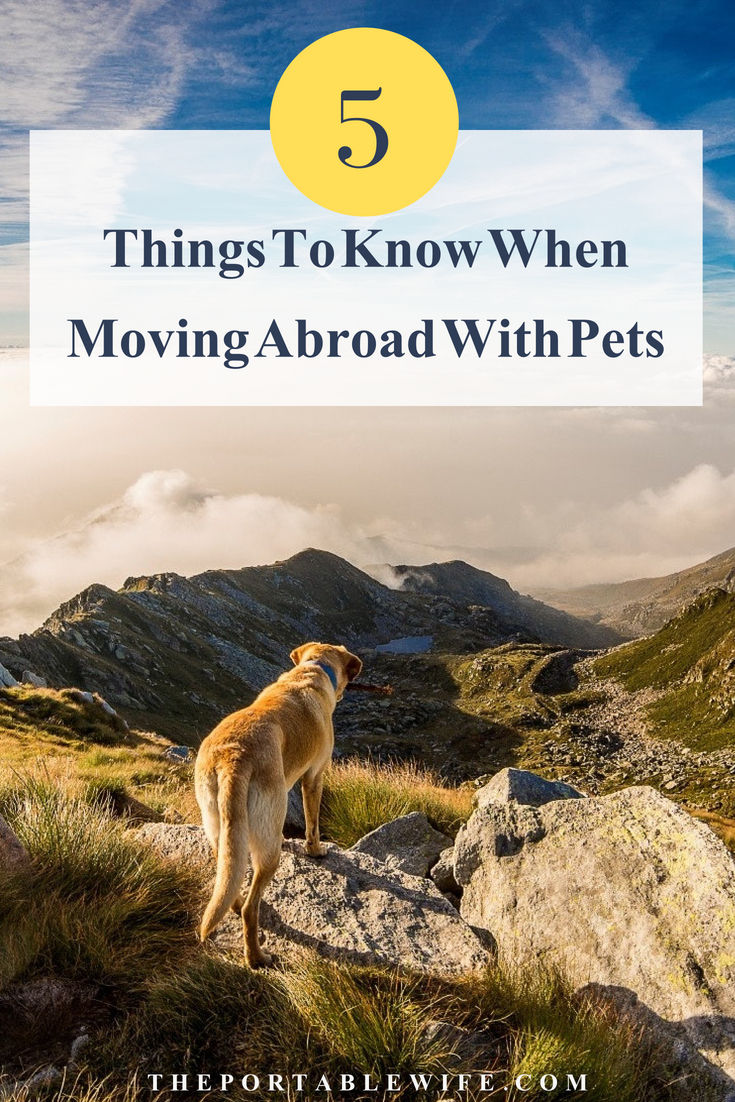 What You Should Know About Moving Abroad With Pets The Portable Wife   Moving Abroad With Pets Pinterest 