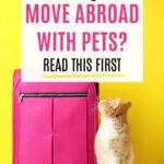 Gato Malhado olhando mala rosa, com sobreposição de texto - " você deve se mudar para o exterior com animais de estimação? Leia isso primeiro".