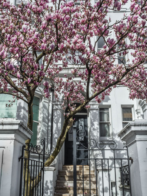 Pink magnolias in front of London Notting Hill house.