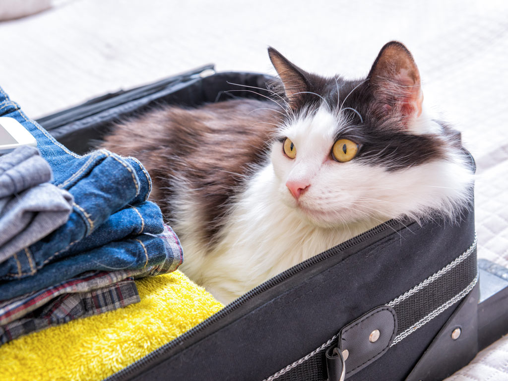 Long-haired cat sitting inside packed suitcase.