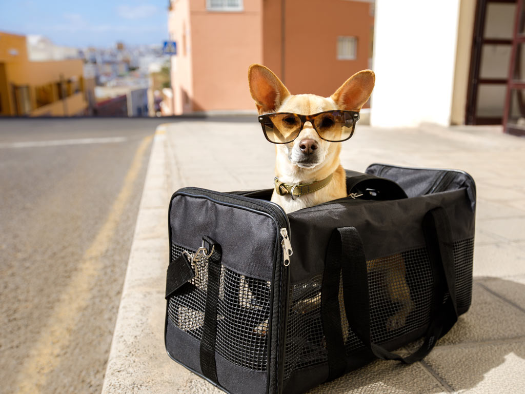 Small dog wearing sunglasses sitting inside black pet carrier for moving to the UK with pets.