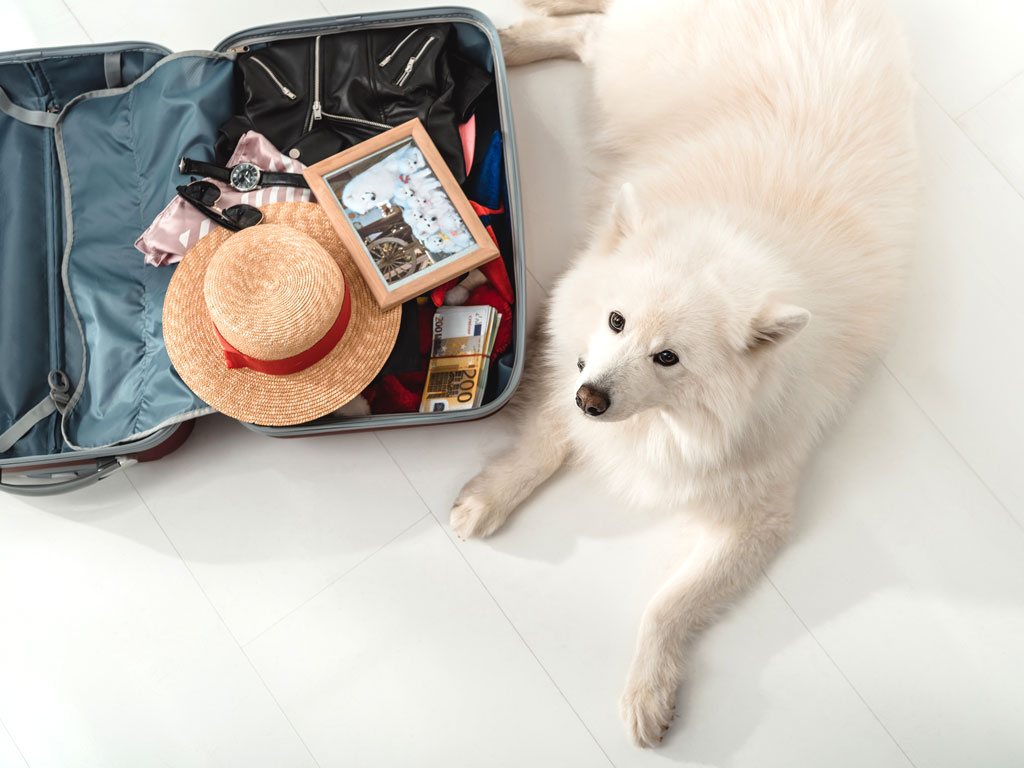 Fluffly white dog laying next to packed suitcase of person moving to the UK with pets.