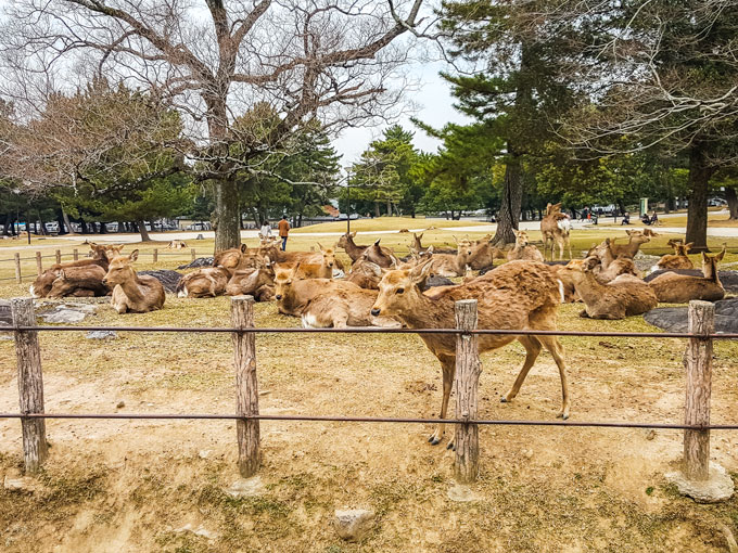 day trip to nara from osaka