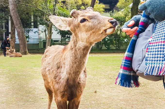 Feeding Nara Deer during my Nara day trip.