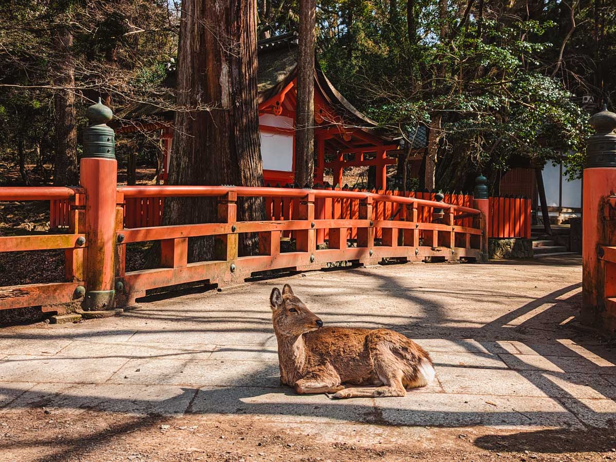 Nara deer laying down on traditional Japanese bridge.