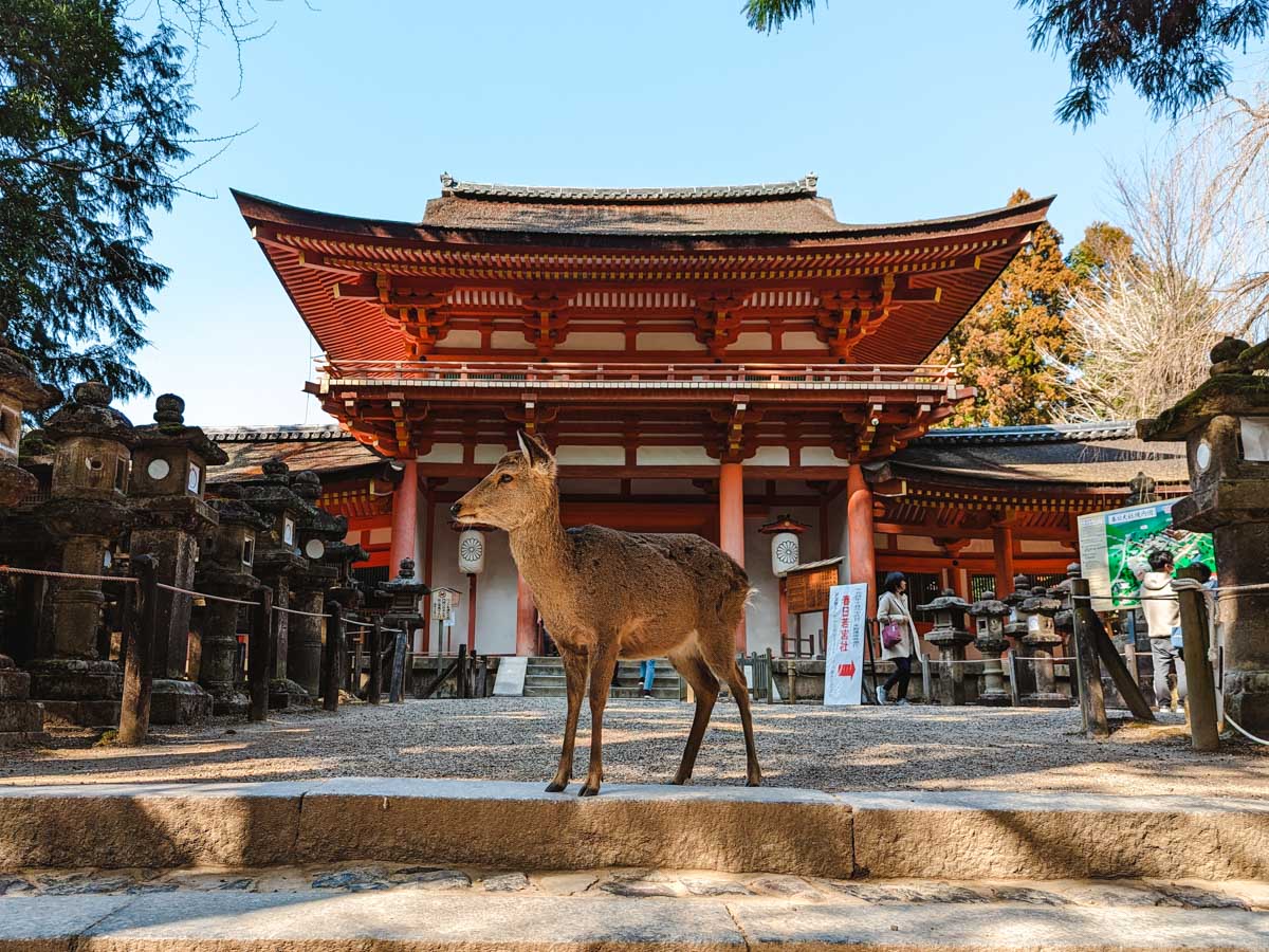 Deer standing in front of Kasuga Taisha shrine gate and steps seen during during Nara day trip itinerary.