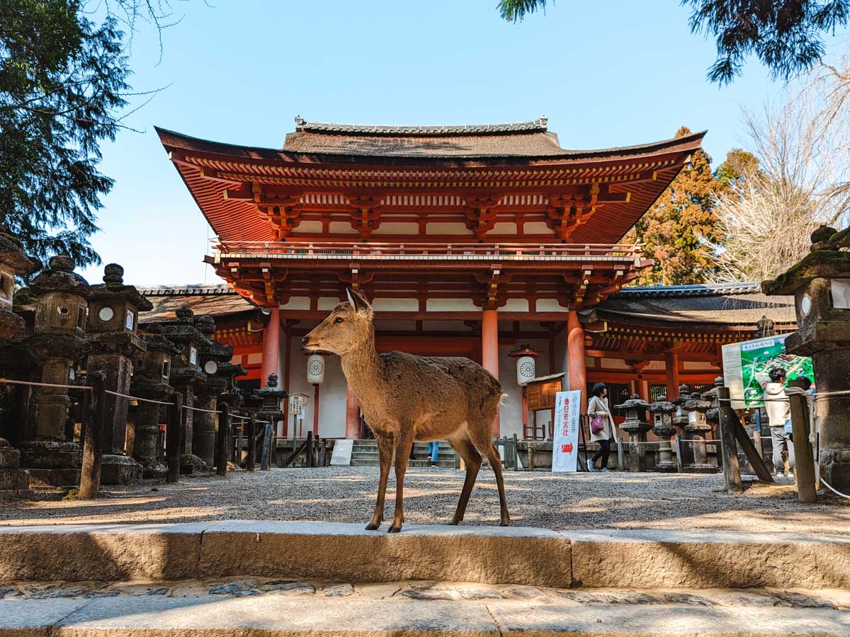 Kyoto To Nara Day Trip Nara Kyoto Itinerary KRCTV