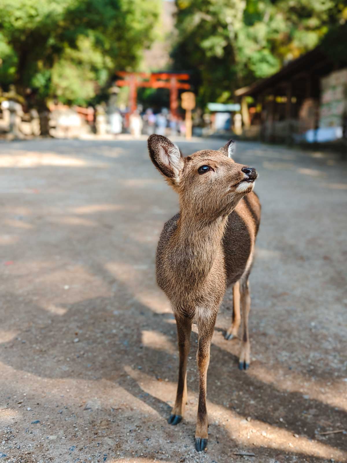 Close up of baby Nara deer.