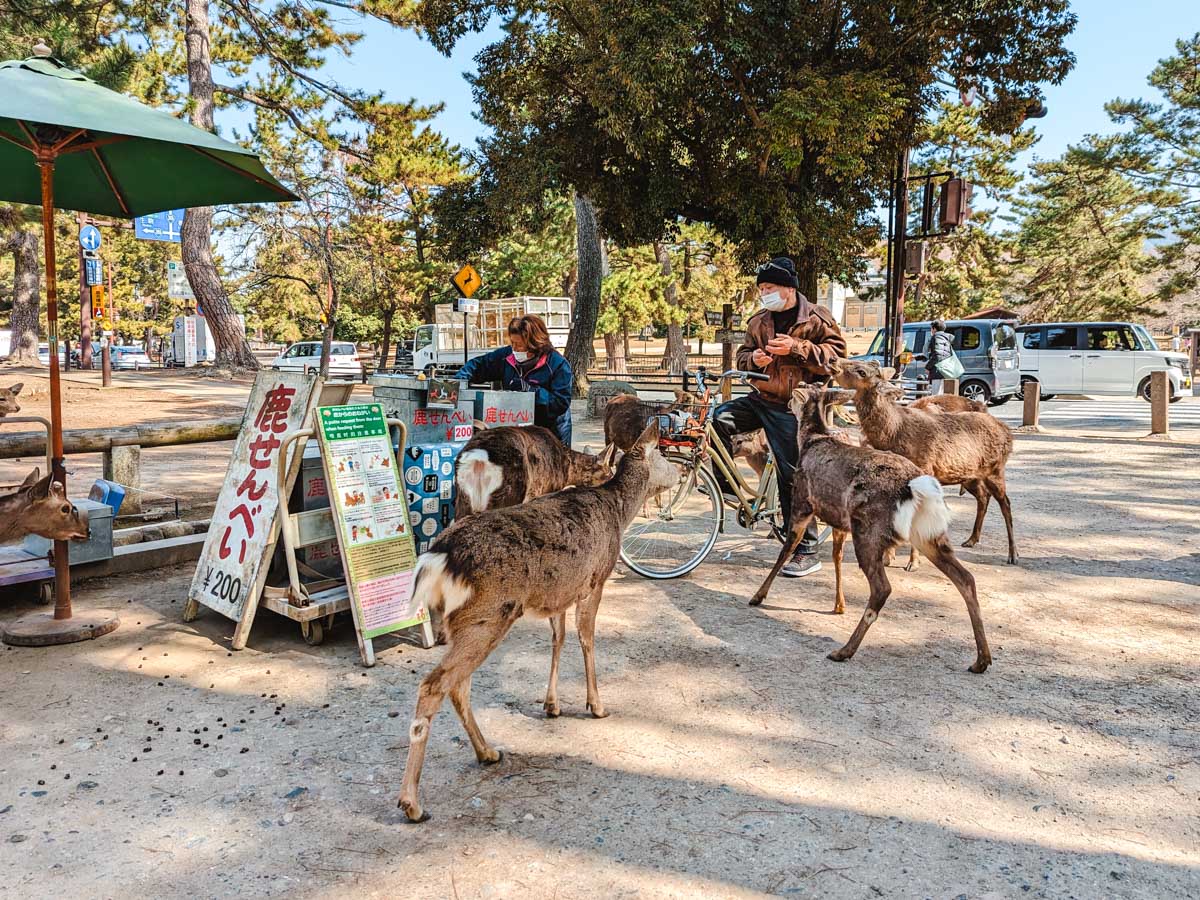 Man on bicycle feeding Nara deer biscuits in Nara Park.