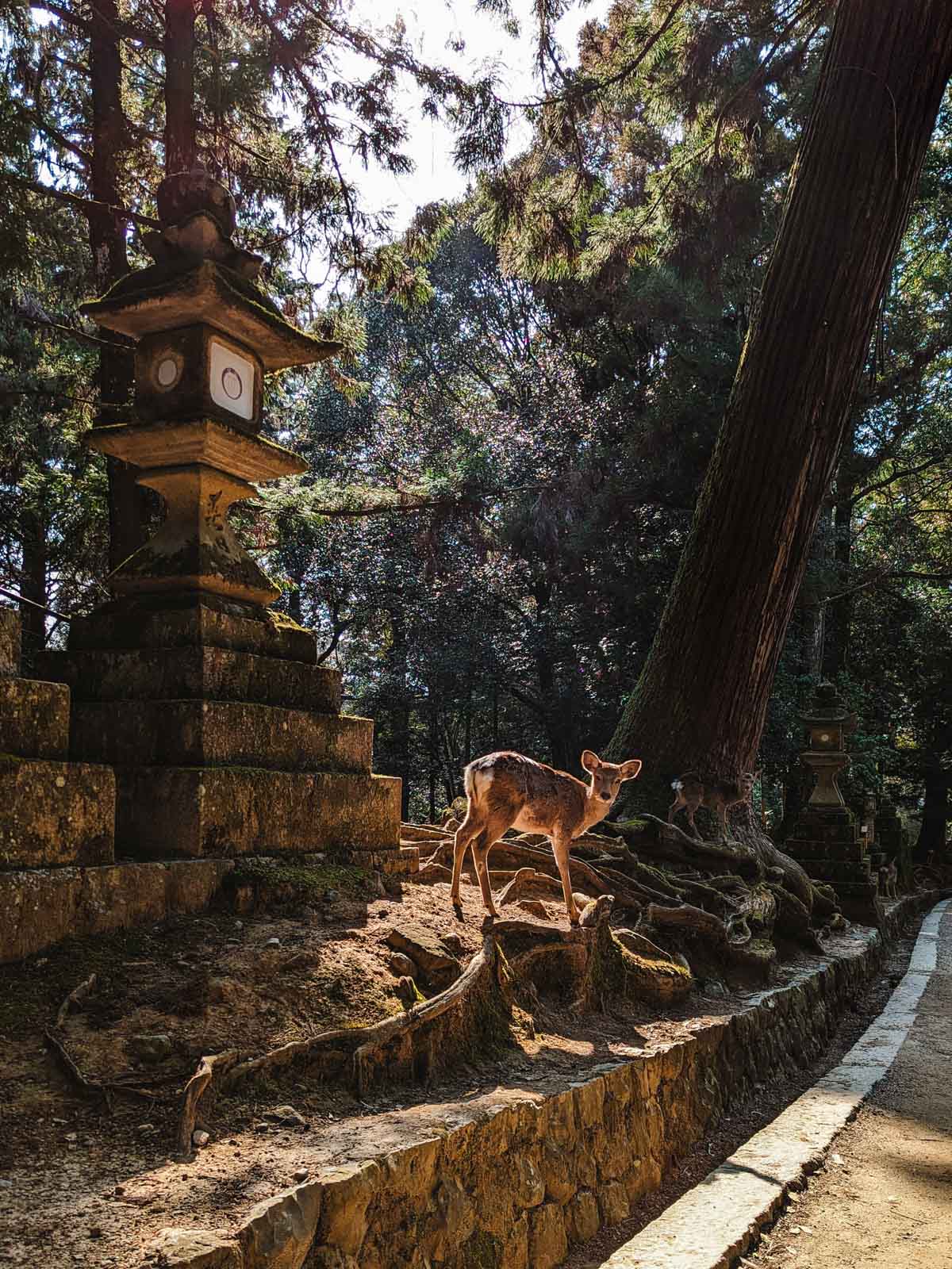 Small deer illuminated by sunlight beneath tall trees and stone lantern in Nara Park.