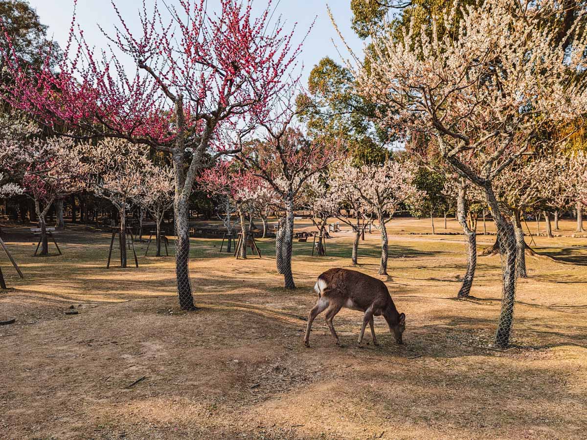Nara deer grazing on grass in plum blossom grove.