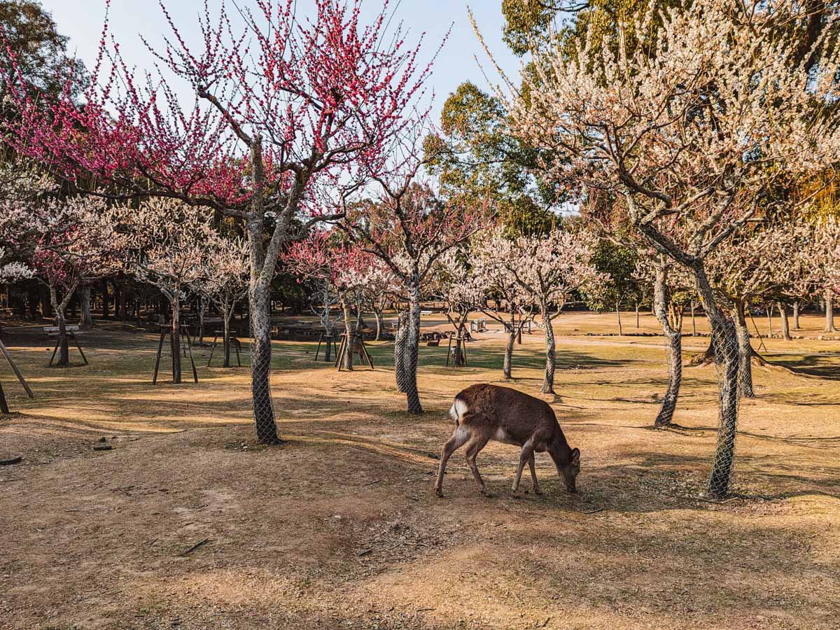 Nara Day Trip Itinerary The Magical Deer City Of Japan The Portable Wife