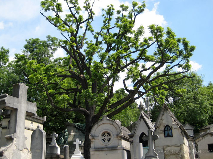 Gravestones and twisting tree in Pere Lachaise Cemetery.