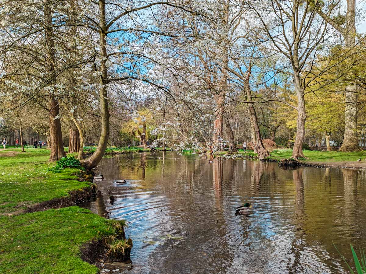 Pond with ducks and flowering trees overhanging inside Bushy Park London.