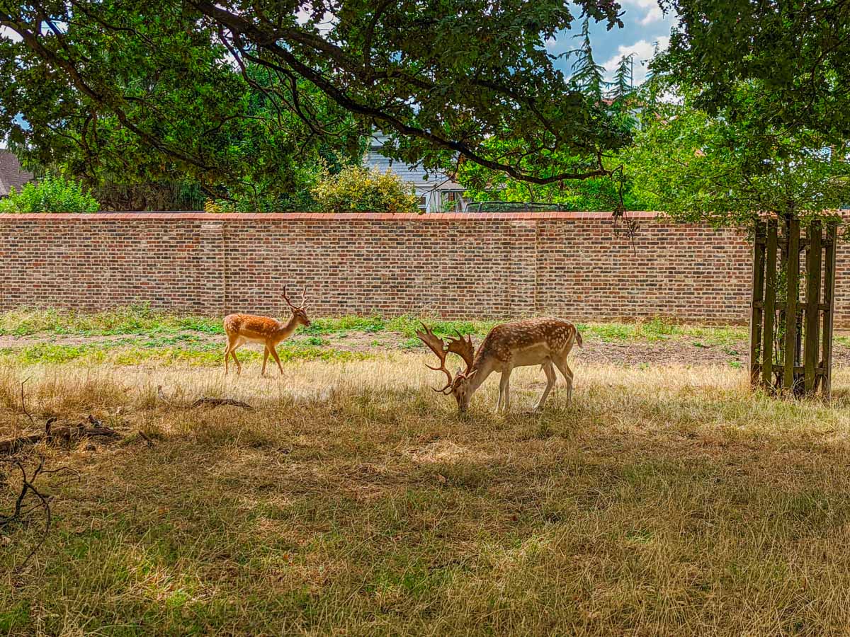 Two deer grazing in field of Richmond Park.