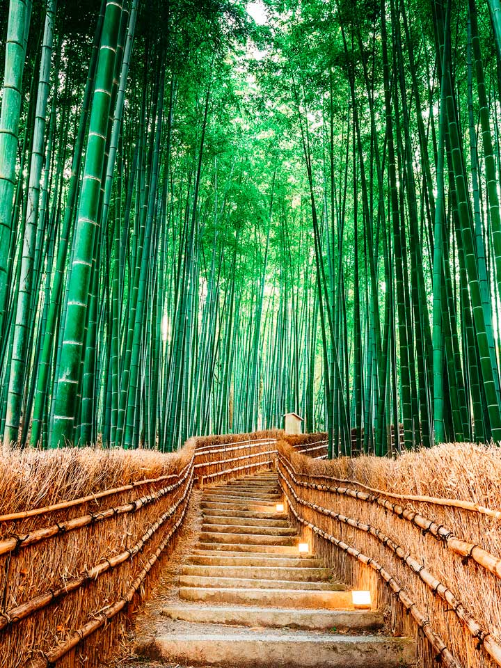 Arashiyama Bamboo Grove walking path