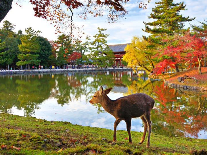 Nara deer in front of reflecting pond with autumn leaves.
