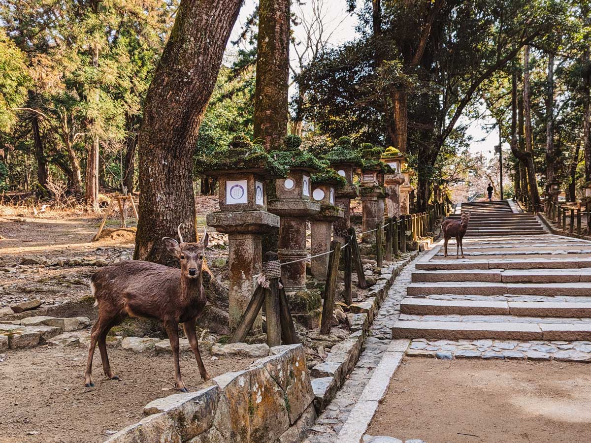 Two Nara deer standing near old stone lanterns and stairs inside Kasuga Taisha forest.
