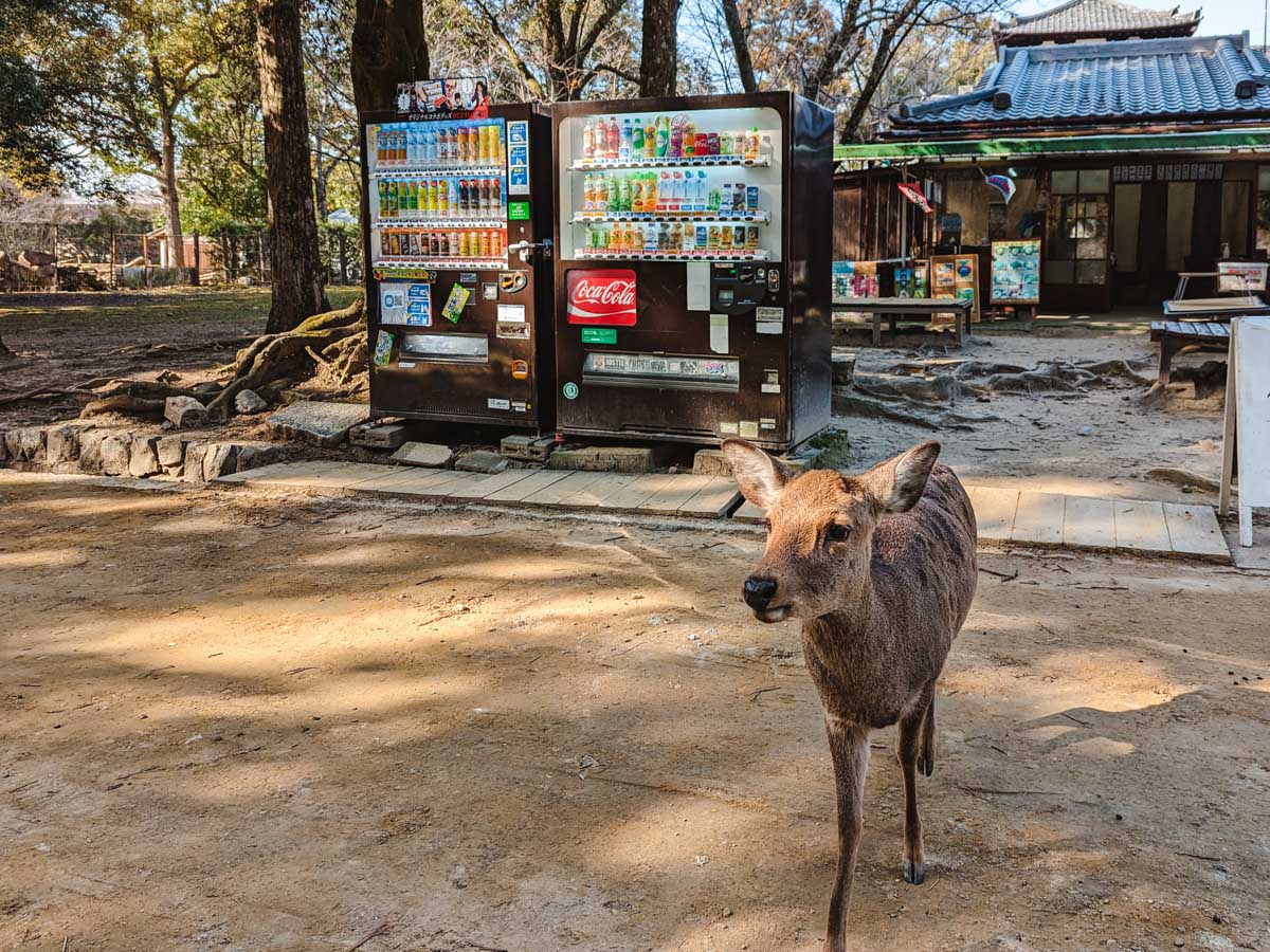 Close up of Nara deer walking in front of old vending machines.