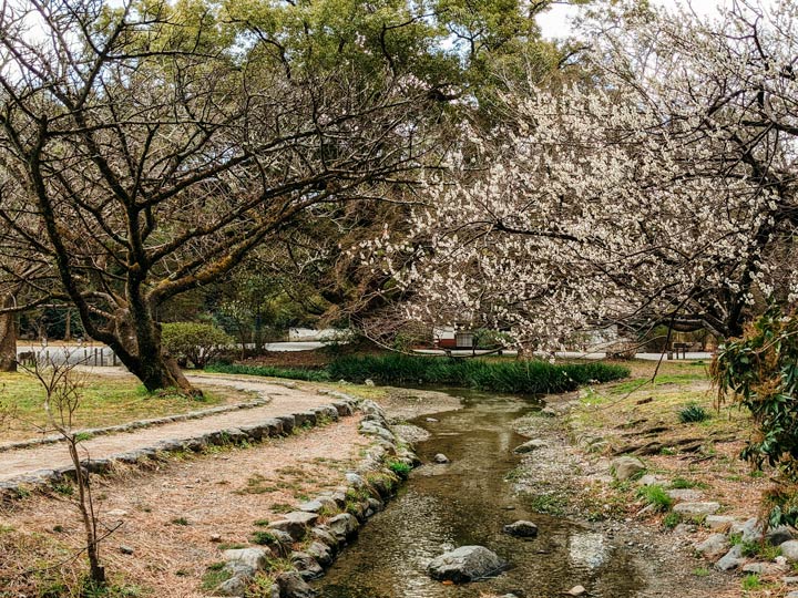 Plum blossom garden with small stream running through in Kyoto Imperial Palace.