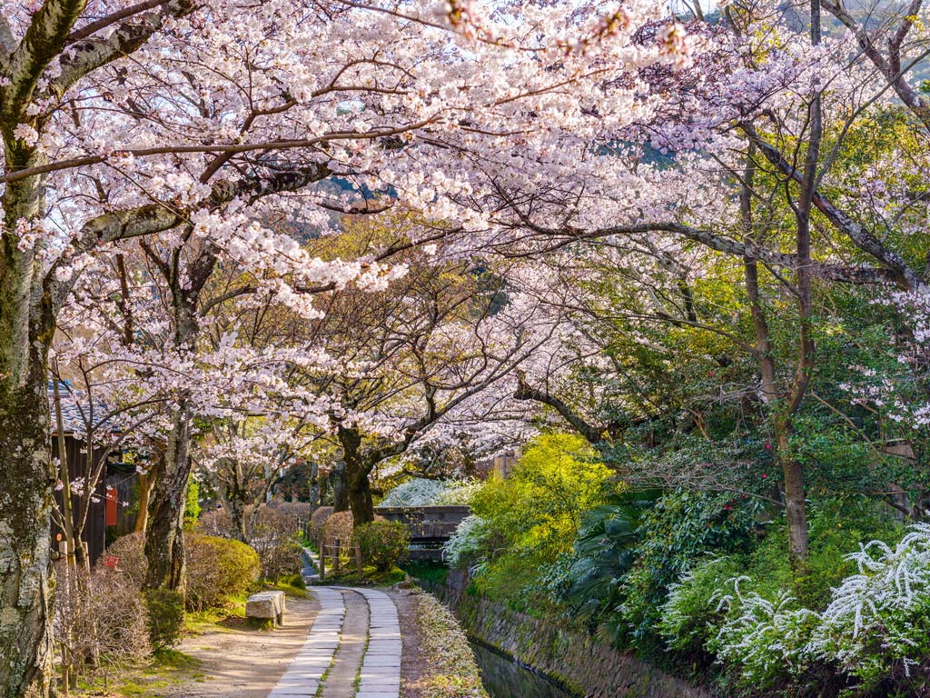 Kyoto Philosopher's Path surrounded by cherry blossoms, a must see during an Osaka Kyoto Nara itinerary.