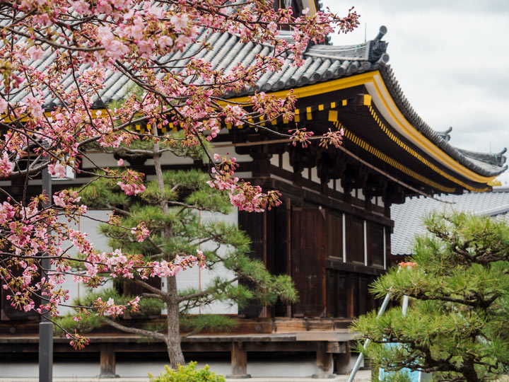 Rengeoin Sanjusangendo main hall with pink cherry blossoms out front.