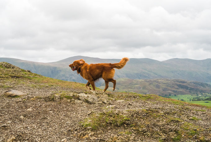 Red dog running along hilltop outside London.