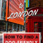 Renting in London With a Dog: How to Find a Dog-Friendly Flat