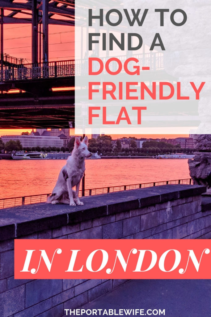 White dog sitting on bridge at sunset, with text overlay - "How to Find a Dog-Friendly Flat in London".