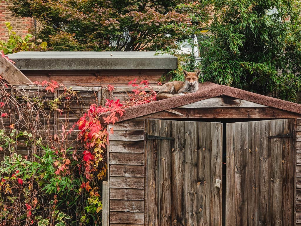 Old wooden shed with loud fox on top, one of the things people hate about London.