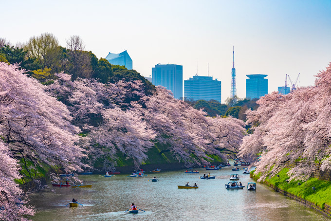 Tokyo cherry blossoms and skyline view with boats on river.