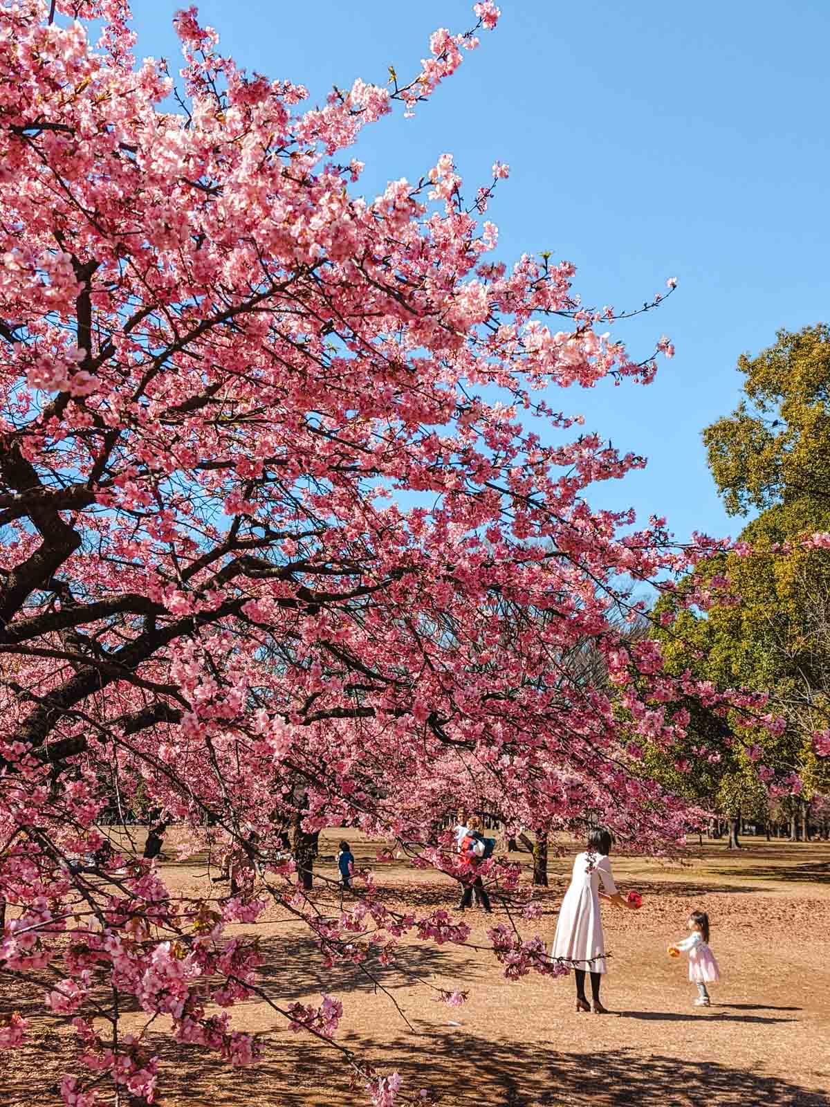 Large cherry blossom tree in Yoyogi Park with mother and daughter playing catch in background.